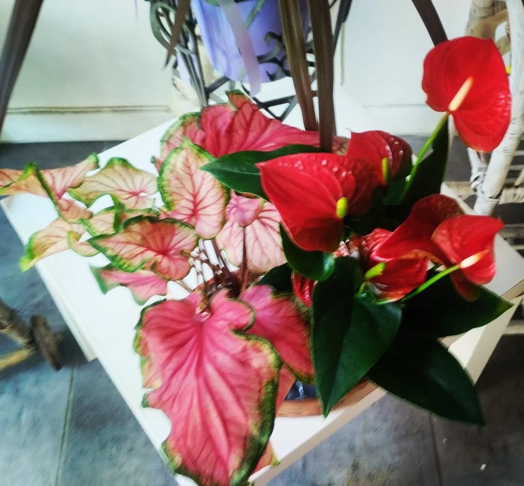 Composizione con anthurium rossi e caladium rosa e verdi