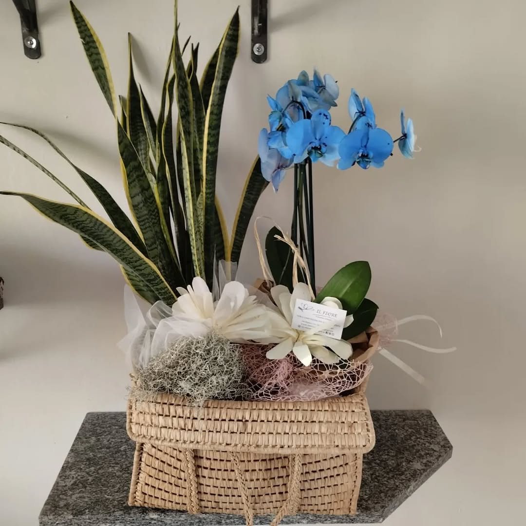 Orchidea blu e sansevieria in una borsetta di paglia